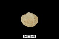 藏品(維納斯簾蛤)的圖片